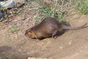 nutria-calfish.jpg