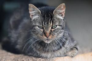 Intimidan con la mirada