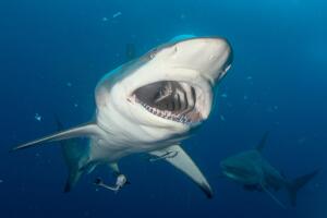 Captan supuesto tiburón prehistórico y causa terror.