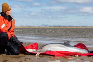mueren delfines varados playa nueva jersey nueva york
