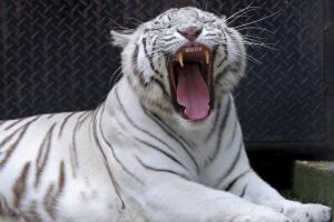 CORONAVIRUS-COLOMBIA ZOOLOGICO