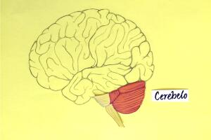 desarrollar el cerebro