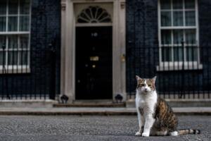 gato_calle.jpg