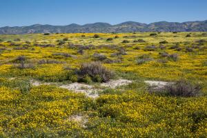 Exploring Carrizo Plain National Monument