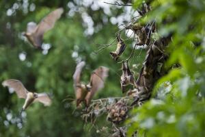 Annual Bat Migration