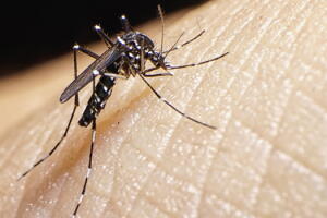 aedes-aegypt-principal.jpg