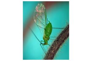 Pulgones alados en Nueva York