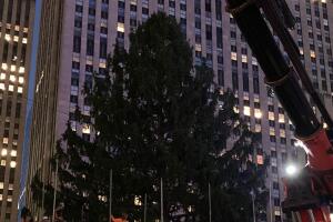 Llega árbol de navidad a Rockefeller Center