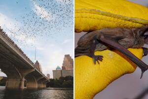 murciélagos puente congress Austin Texas frío bajas temperaturas