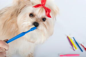 mau-halito-cachorro-evitar-2.jpg