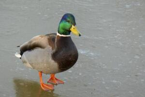 drake Copy space for text. Wild life of animals near people