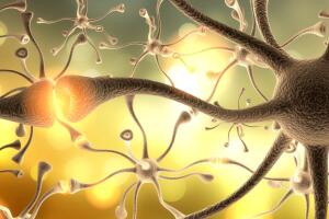 Neuronas haciendo sinapsis