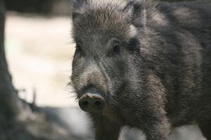 Wild_Boar_frontal.jpg