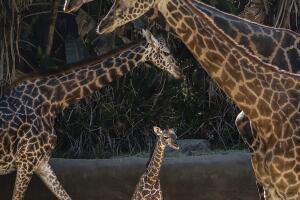 Baby Giraffe