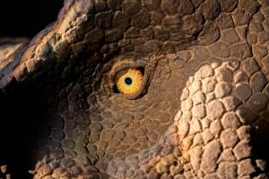 dinossauro-olhos-0621-1400x800.jpg