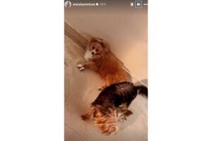 Aracely Arámbula lanza publicación durante la boda de Michelle Salas y Danilo Díaz