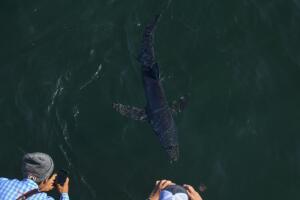 MONTAUK, NY - AUGUST 9: A nine to ten foot blue shark swims beh