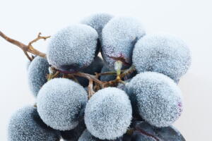 uvas_1.jpg