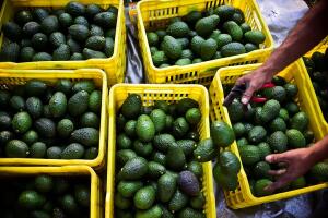 Aguacates California