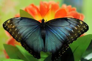 Ya abrió nuevo conservatorio de mariposas en el Fairchild Tropical Botanic Garden