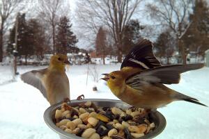 Goldfinches2.jpg