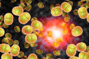 bacterias-da-meningite.jpg