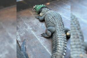 CAIMAN FORT WORTH.jpg