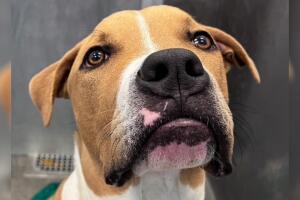 Dallas Animal Services