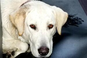 Perro 5.jpg
