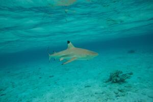 FRANCE-OVERSEAS-FRENCH-POLYNESIA-SHARK