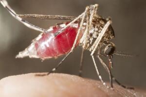 Como mosquito escolhe sua vítima?