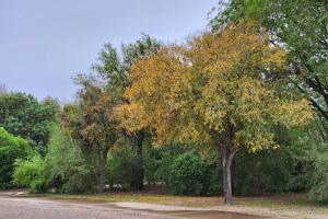 Parque Estatal Bentsen-Rio Grande Valley en Texas, Estados Unidos