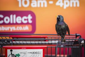 The British Wildlife Photography Awards 2016