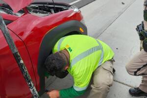 rescate de gatos.jpg