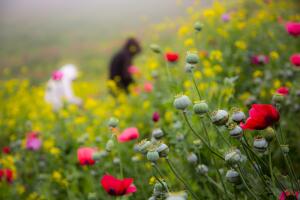 Informes del gobierno mexicano indican que el 90% de la heroína que llega a EEUU proviene de México, una buena parte proviene de estos campos en Guerrero.
