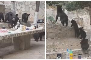 Osos roban carne asada en México