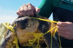 Tortuga marina atrapada en restos de globo