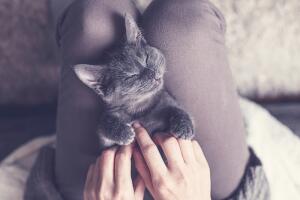 Gato mimoso