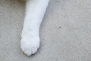 pata-gato-blanco.jpg
