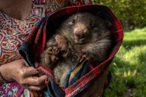wombat-animal (1).png