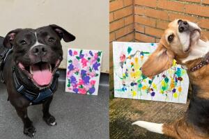 Refugio en Inglaterra subasta pinturas hechas por perros callejeros para recaudar fondos.