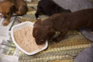 Caso de maltrato animal en Corona, California