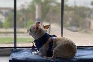 PERROS GALERIA/20-PERRO.jpg