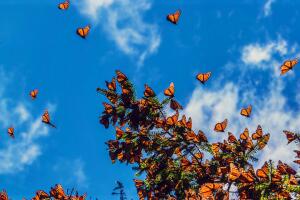 mariposas-migracion-insectos.jpg