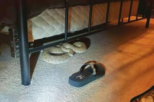 Serpiente de cascabel