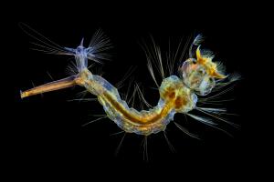 #12 - Mosquito larva.jpg
