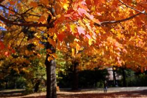Los últimos rastros del otoño en NYC