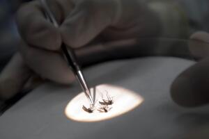 Virus del Nilo, California