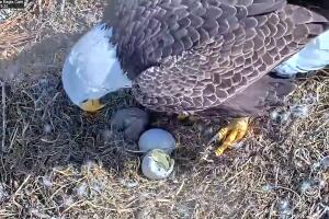  águila calva americana streaming  6 mil espectadores 