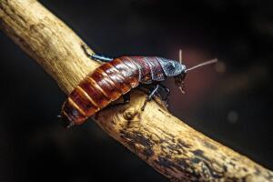 Cucaracha